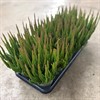 CALLUNA 11 CM SKYLINE M,GRÖN 1X10